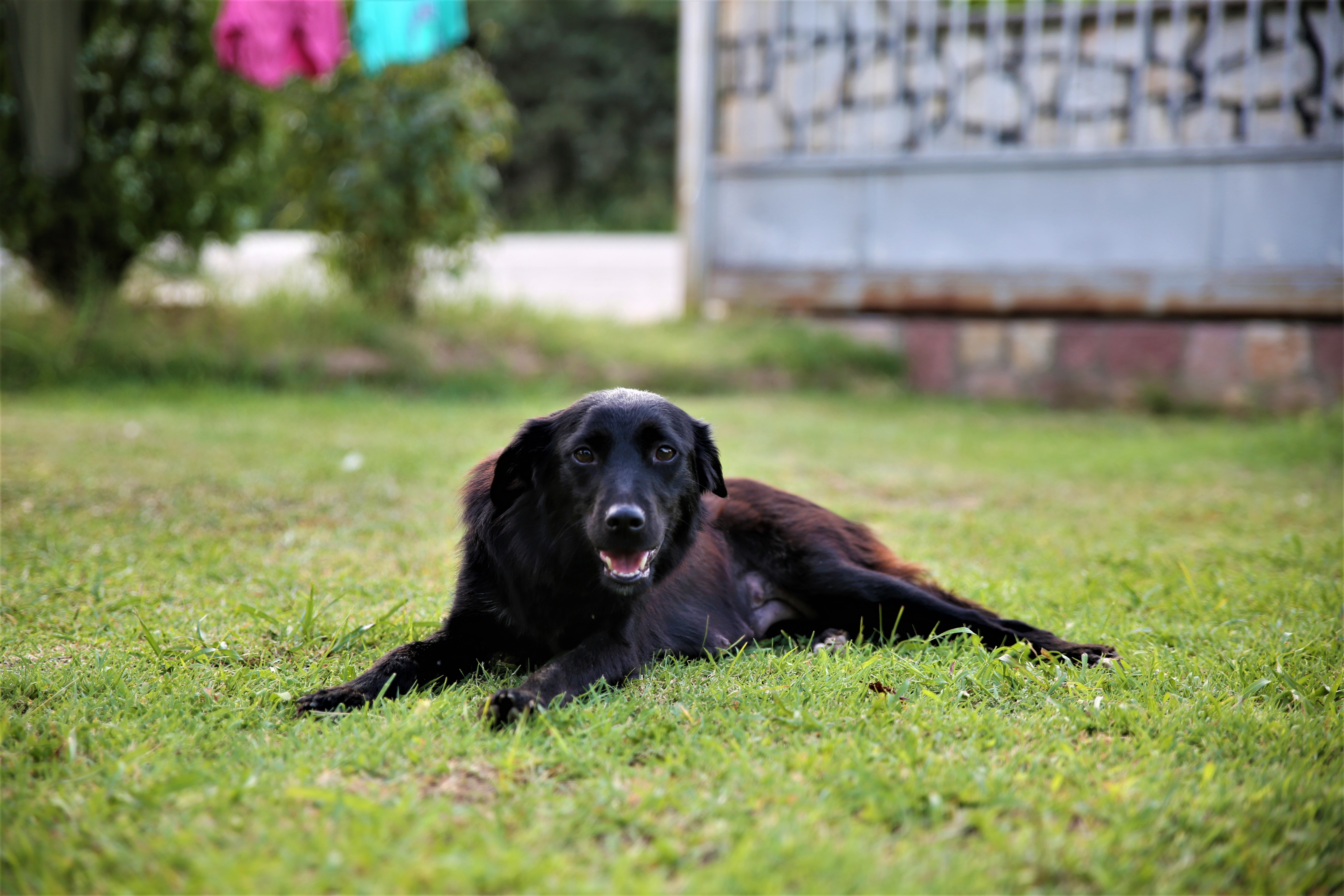 Dogy